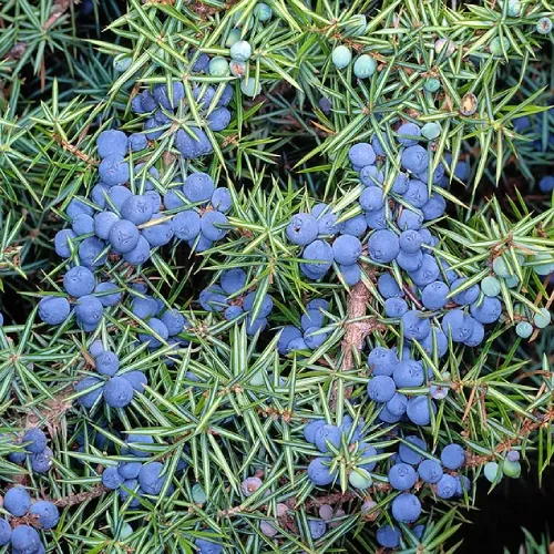 Juniperus Communis Vruchtenolie